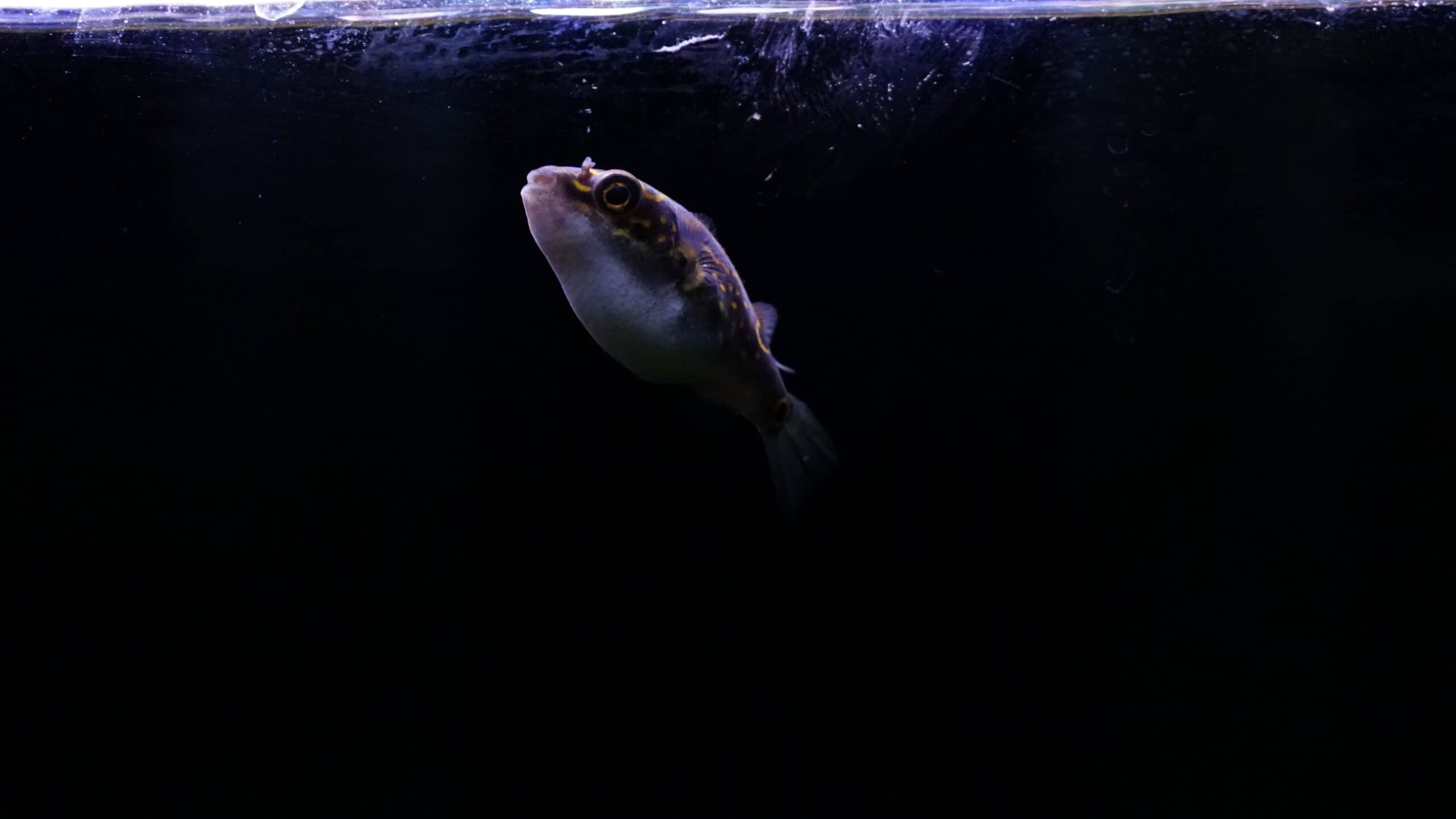 Dichotomyctere Ocellatus Figure Kugelfisch Fishtopia